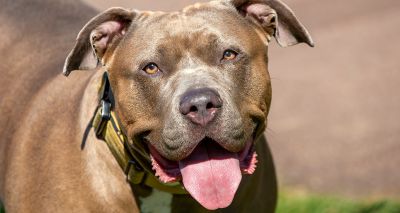 DAERA updates exempted dog requirements