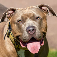 DAERA updates exempted dog requirements