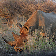 Genome tools could support rhino conservation