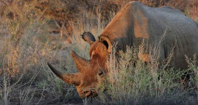 Genome tools could support rhino conservation