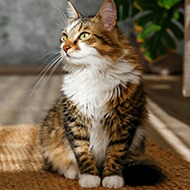 New feline blood service announced