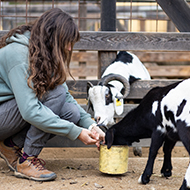Goats can follow the direction of human voice, study finds