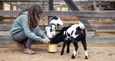 Goats can follow the direction of human voice, study finds
