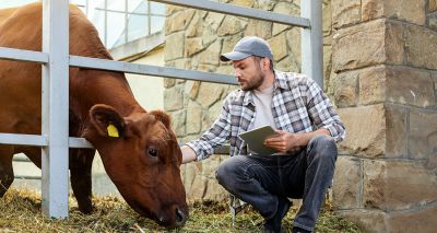 Summit explores antibiotic stewardship plan for ruminants