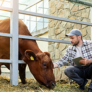 Summit explores antibiotic stewardship plan for ruminants