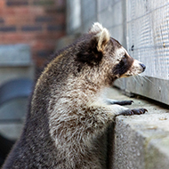 Owners urged to never release 'exotic' pets to the wild