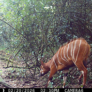 Rare antelope species rediscovered in Kenyan forest