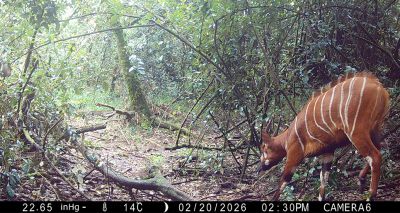 Rare antelope species rediscovered in Kenyan forest