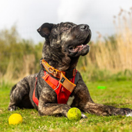 Animal welfare policy failing to meet Scots' needs, charity says