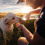 Vets issue urgent heatstroke advice 