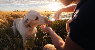 Vets issue urgent heatstroke advice 