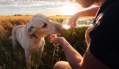 Vets issue urgent heatstroke advice 