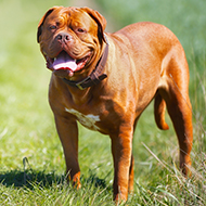 Study highlights health challenges of giant dog breeds