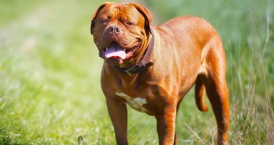 Study highlights health challenges of giant dog breeds