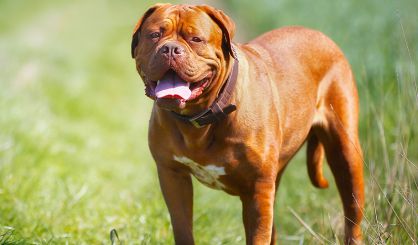 Study highlights health challenges of giant dog breeds