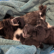 Parvovirus kittens rescued by RSPCA