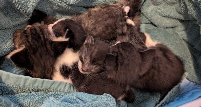 Parvovirus kittens rescued by RSPCA
