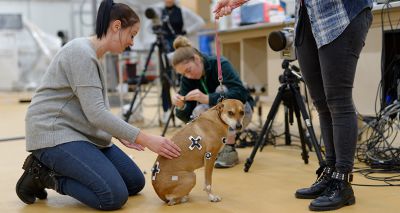 Research reveals three-legged dogs' movement strategies