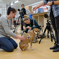 Research reveals three-legged dogs' movement strategies