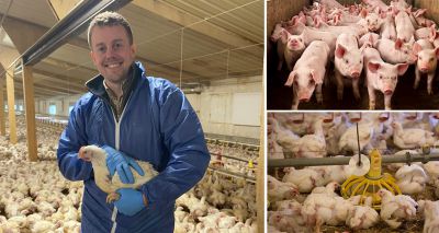 Calculator to optimise pig and broiler feed