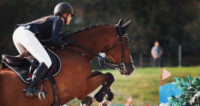 Horse wellbeing a priority over performance, survey finds