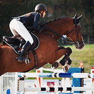 Horse wellbeing a priority over performance, survey finds
