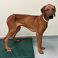 Dog recovers after leishmaniasis diagnosis