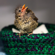 Not all baby birds need help, RSPCA warns