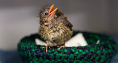 Not all baby birds need help, RSPCA warns