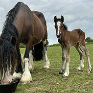 Severely underweight dam survives against the odds