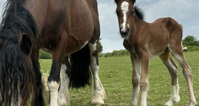 Severely underweight dam survives against the odds