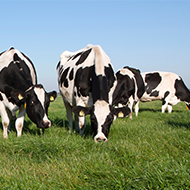 Updated bovine TB-free strategy published