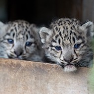 Snow leopard twins receive first health check 
