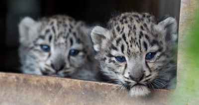Snow leopard twins receive first health check