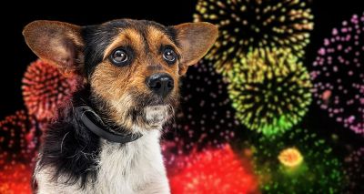 Government to consult on sale of loud fireworks