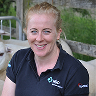 Sheep abortion rates at highest level since 2020