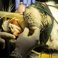 Bengal tiger undergoes root canal surgery