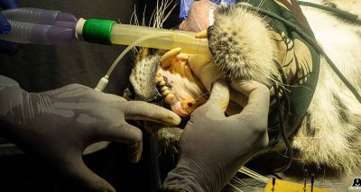 Bengal tiger undergoes root canal surgery