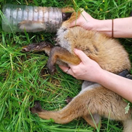 Fox rescue prompts litter warning from Scottish SPCA