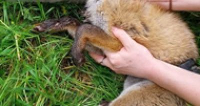 Fox rescue prompts litter warning from Scottish SPCA
