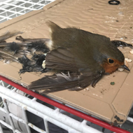 RSPCA urges ban on glue trap sale and supply