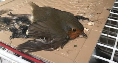 RSPCA urges ban on glue trap sale and supply