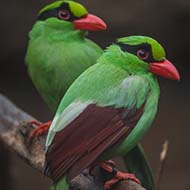 Conservationists launch plan to save rare bird species