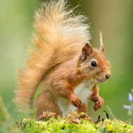 Vigilance urged over deadly red squirrel virus