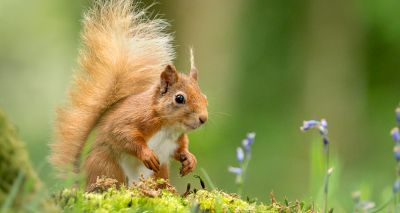 Vigilance urged over deadly red squirrel virus