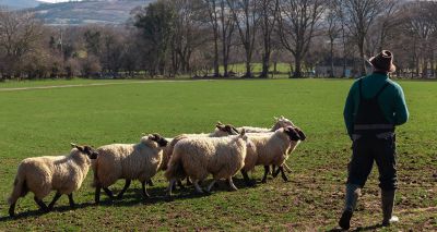 BVA shares concern for Welsh SFS transition plans