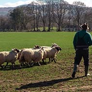 BVA shares concern for Welsh SFS transition plans