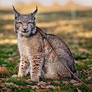 RSPCA calls for Dangerous Wild Animals Act reform