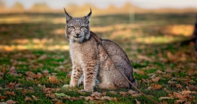 RSPCA calls for Dangerous Wild Animals Act reform