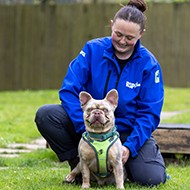 More French bulldogs in care with extreme features